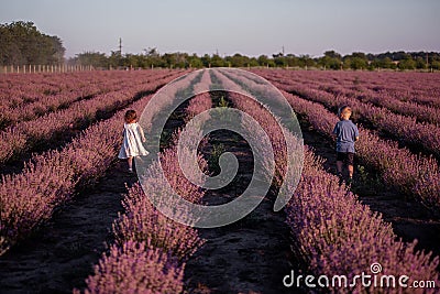 Playful cute boy girl are playing in rows of lavender purple field at sunset. Small couple. Allergy Stock Photo