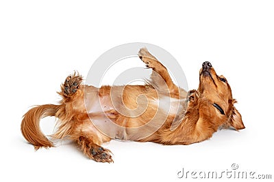 Playful Dachshund Dog Rolling on Back Stock Photo
