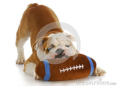 Playful dog Stock Photo