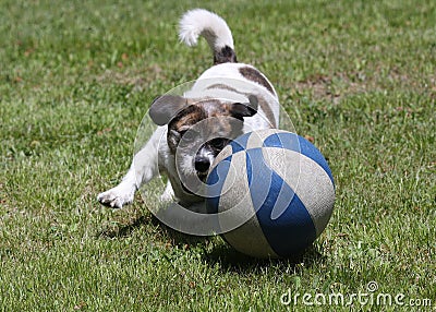 Playful Dog Stock Photo