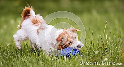 Playful dog catching, chewing her toy, puppy hyperactivity Stock Photo