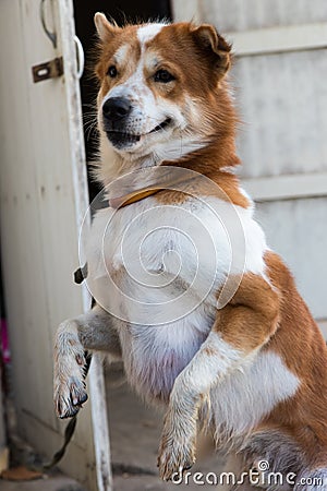 Playful dog door. Stock Photo