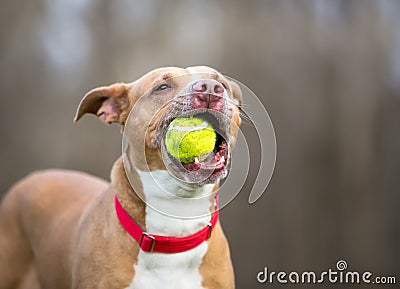 A playful dog holding a ball in its mouth Stock Photo