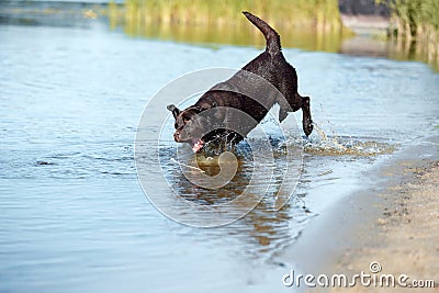 Playful dog jumping to river, sea for stick. Brown retriever resting, playing on beach in summer. Happy purebred Stock Photo