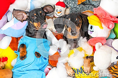 Playful dog lie in pile of toy sticking, showing off. Birthday, children party Stock Photo