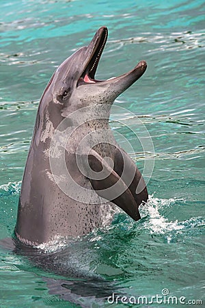 Playful Dolphin Stock Photo