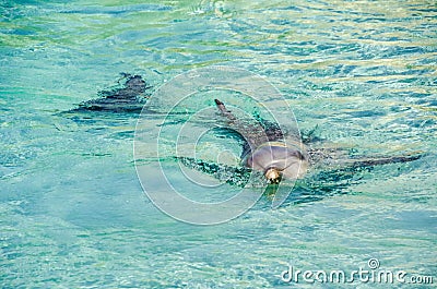 Playful Dolphin enjoying sunny day Stock Photo