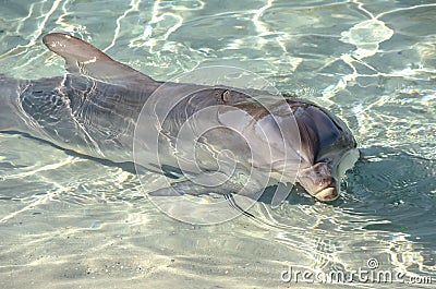 Playful Dolphin enjoying hot sunny day Stock Photo