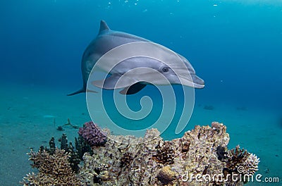 Playful Dolphin Swimming Above A Coral Reef Stock Photo