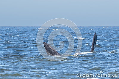 Playful dolphins swimming in the ocean Stock Photo