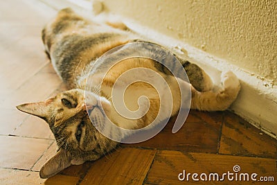 Playful domestic cat lying on wooden floor. Adorable shorthair tabby kitten Stock Photo