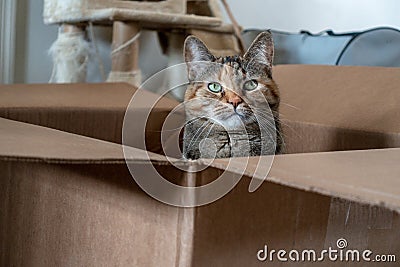 Playful domestic Tortoiseshell cat poses in a brown cardboard box. Stock Photo