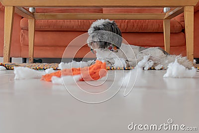 Playful Elegance: Beautiful Shih Tzu with Fresh Trim, Lounging Under a Table, Displaying Mischief and Fluffy Charm Stock Photo