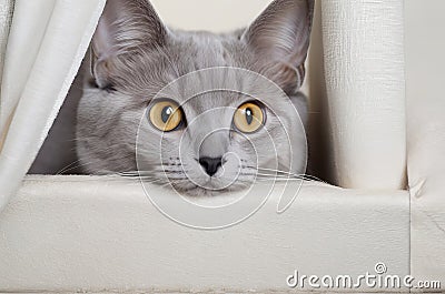 Playful Elegance: Grey Purebred Cat Posing Playfully and Peeking Out. Stock Photo