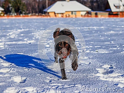 A playful female dog running in snow and enjoy it. A Bohemian Wire-haired Pointing Griffon or korthals griffon jumping and frolick Stock Photo