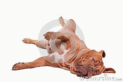 Playful French Mastiff of lying on the floor Stock Photo