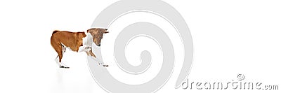 Playful, friendly, determined and courageous Basenji dog having fun over white studio background. Concept of animal care Stock Photo