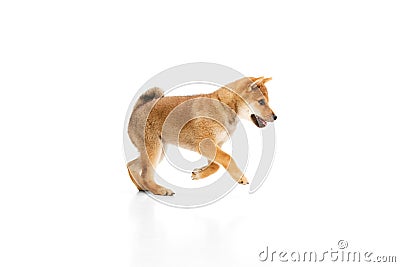 Playful, friendly, determined and courageous Shiba Inu dog jumping over white studio background. Concept of animal care Stock Photo