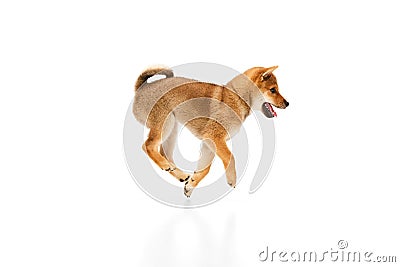 Playful, friendly, determined and cute Shiba Inu dog jumping over white studio background. Concept of animal care Stock Photo