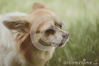 Playful and friendly. Pomeranian spitz dog walk on nature. Pedigree dog. Dog pet outdoor. Cute small dog play on green Stock Photo