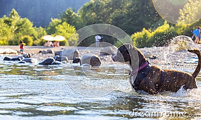 Playful and Funny Boxer Dog swimming in the water Stock Photo