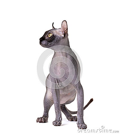 Purebred sphinx cat with elf ears isolated on white background Stock Photo