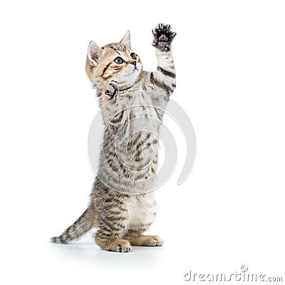 Playful funny kitten looking up. isolated on white Stock Photo