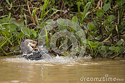 Playful Giant Otters in River Stock Photo