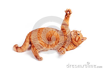 Playful ginger british cat looking up, isolated on white background Stock Photo