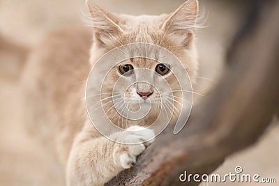 Playful ginger kitten sharpens claws on branch, portrait of hunting cat , funny animals in nature Stock Photo