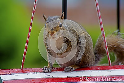 Playful gray squirrel sitting on a bird houe. Stock Photo
