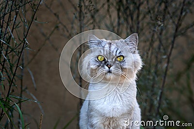 Playful grey groomed persian chinchilla purebred cat with green eyes sitting outside in the evening. Stock Photo
