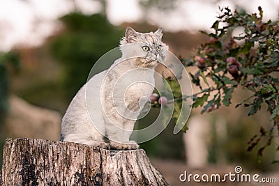 Playful grey purebred groomed cat with green eyes sitting outside on a tree stump in the garden Stock Photo