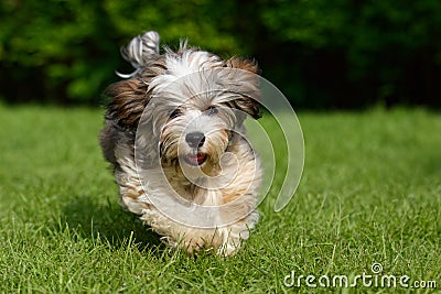 Playful havanese puppy run in the grass Stock Photo