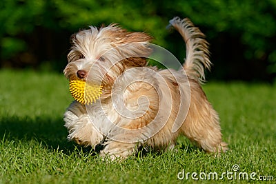 Playful havanese puppy walking with her ball Stock Photo