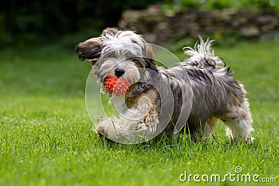 Playful havanese puppy walking with his ball Stock Photo