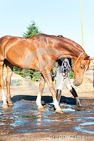 Playful horse enjoying of cooling down in the summer shower Stock Photo