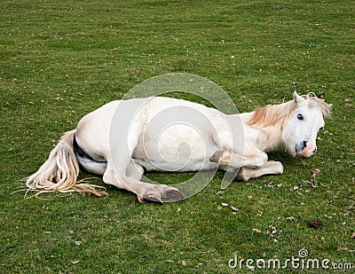 Playful Horse Stock Photo