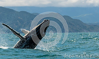 A Humpback Whale Breaching the Water Stock Photo