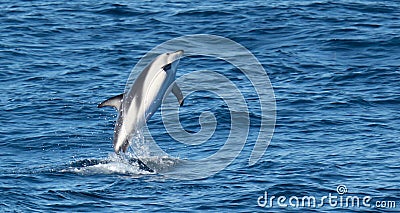 Playful, jumping black dolphin (Lagernohynchus obscurus) in the open sea Stock Photo