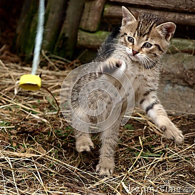 Playful kitten Stock Photo