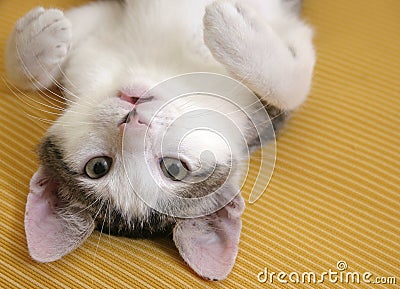 Playful kitten Stock Photo