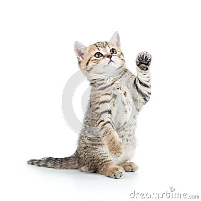 Playful kitten cat Stock Photo