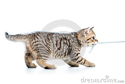 Playful kitten cat pulls cord isolated Stock Photo