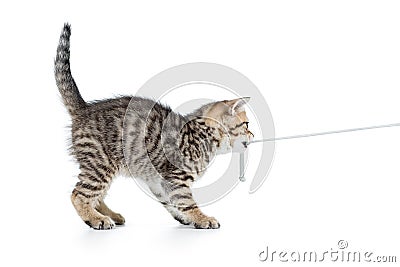 Playful kitten cat pulls cord Stock Photo