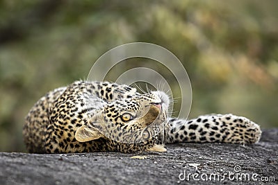 Playful leopard cub lying on a large rock in Kruger Park in South Africa Stock Photo