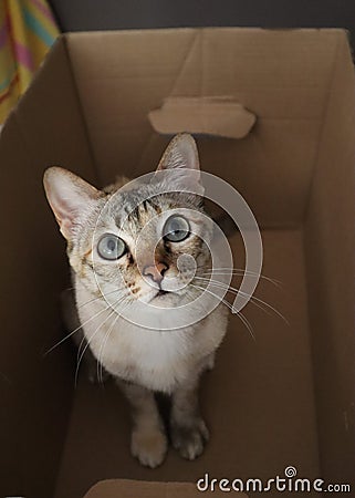 Playful lovely cat in a paper box Stock Photo