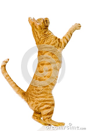 Playful orange cat. on white background Stock Photo