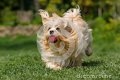 Playful orange havanese dog is running with a ball in the grass Stock Photo