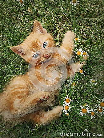 Playful orange kitten lying down on a green grass meadow among flowers. Little ginger cat cute scene outdoors Stock Photo